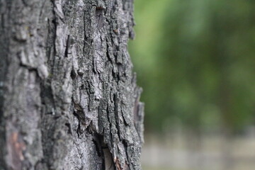 Tree bark with green background