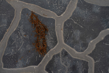 A dense swarm of red ants covers and feeds on a dead lizard on textured soil, indicating strong...