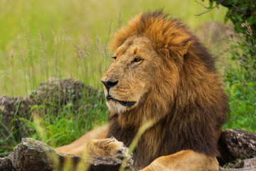 Resting lion photographed on an African Safari