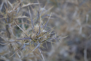 dry thistle urban area Uzbekistan by Sentyab village