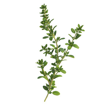 Fresh thyme sprigs against a black background.