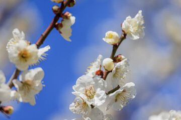 白梅の花