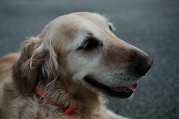 Close-up portrait of old smiling golden retriever doggy with a red collar, enjoying a calm moment...