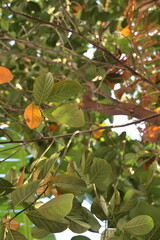orange leafs on a jack fruit tree, ramanathapuram, rameshwaram, madurai, tamilnadu, India, asia 