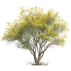 Fototapeta premium Isolated desert willow tree showcasing vibrant yellow blooms against black backdrop