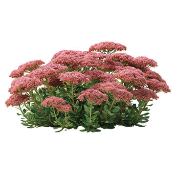 Captivating pink sedum flowers blossoming against a stark black background for a unique contrast