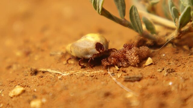 A female tick carefully lays 1500 eggs in the shade under grass, then guards them briefly. A stunning macro view of parasite reproduction, perfect for biology, veterinary, and environmental use.