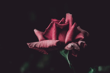 Red rose on black background