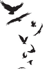Black Birds Soaring in the Sky
