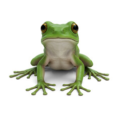 Obraz premium green eyed tree frog