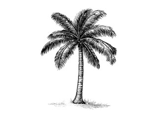 Hand-drawn tropical palm tree icon, vintage coconut engraving, black line sketch, summer vacation decor, old style engraving, trendy seasonal artwork, tropical paradise illustration