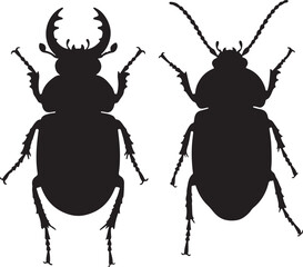 Cantharoid beetles insect in silhouette image.