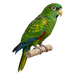 blue and yellow macaw ara ararauna