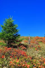 Selbstklebende Fototapeten 美ヶ原高原焼山のレンゲツツジ © T.Hasebe
