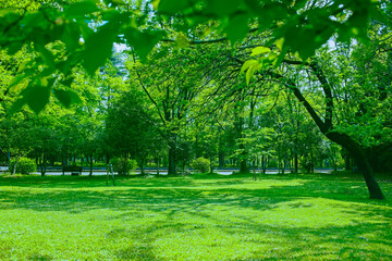 緑の公園