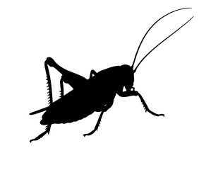  Cricket insect in silhouette image white background. 