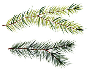 Hand drawn watercolor illstration of pine tree branch