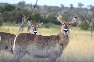 A watchful pair of female waterbucks in a sunlit African savanna, showcasing their coarse fur and iconic white rump circle.