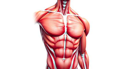 Photo of anatomical illustration of a muscular male torso isolated on transparent background