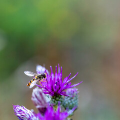Syrphe en macro sur fleur violette dans la nature
