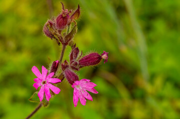 Compagnon rouge (Silene dioica) en macro : fleur rose vivace de la nature

