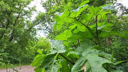 Large green leaves of Sosnowsky's hogweed dominate the foreground, surrounded by lush greenery and a winding path, showcasing the plant's impressive size and natural habitat