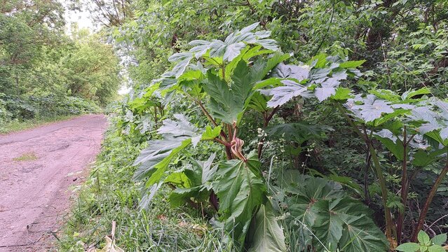 Sosnowsky's hogweed plant with large green leaves growing alongside a dirt path, surrounded by lush greenery, showcasing its unique foliage and natural habitat