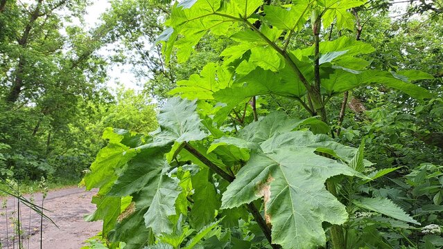 Large green leaves of Sosnowsky's hogweed growing along a forest path, showcasing vibrant foliage and lush greenery in a natural outdoor setting