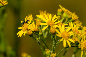 Scarabée vert métallique sur fleurs jaunes en macro dans la nature

