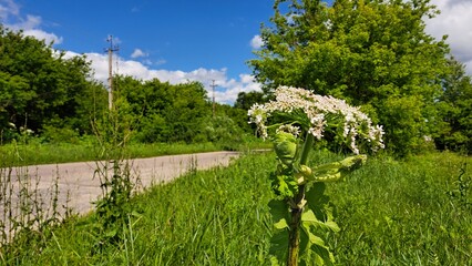 Sosnowsky's hogweed plant with large white flowers stands prominently in lush green grass beside a rural road, showcasing natural beauty and vibrant surroundings © almal