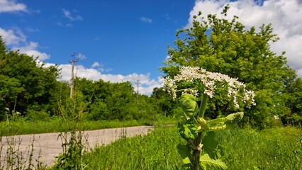 Fototapeta premium Sosnowsky's hogweed stands tall in a lush green field, surrounded by vibrant foliage and a clear blue sky, showcasing its striking white flowers and unique structure