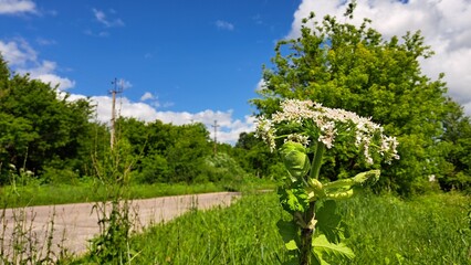 Sosnowsky's hogweed plant with large white flowers stands prominently in a lush green landscape under a bright blue sky, showcasing nature's beauty and vibrant colors