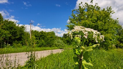 Fototapeta premium Sosnowsky's hogweed stands tall in a lush green field, surrounded by vibrant foliage and a clear blue sky, showcasing the beauty of nature's flora and its ecological significance