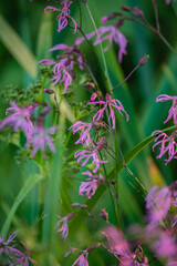 Soft pink flowers bloom vibrantly, surrounded by rich green grass, creating a serene atmosphere
