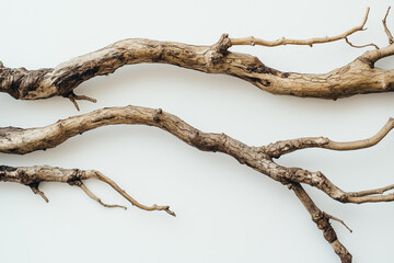Dead tree with sharp branches and visible roots isolated on a white background