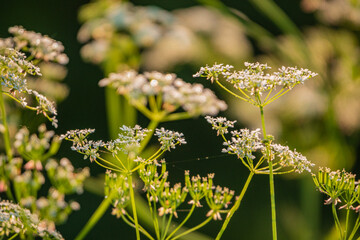 Wildflowers display their beauty under the gentle warmth of the sun, creating a serene atmosphere