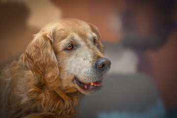 Golden Retriever Dog with a Happy Expression Looking Sideways