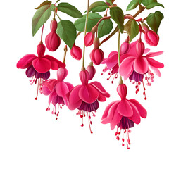 Vivid Fuchsias Flowers on Transparent Background