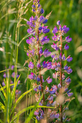 Purple blooms reach for the sun amidst tall grass in a serene meadow