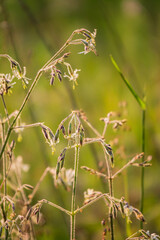 Wildflowers sway in the breeze, glowing in the evening's fading golden light