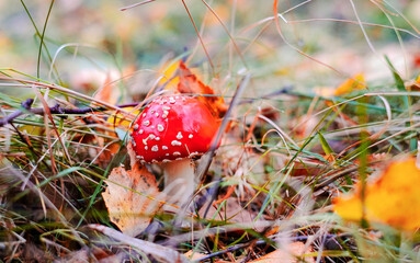 Vibrant Red Mushroom in Autumnal Forest Setting