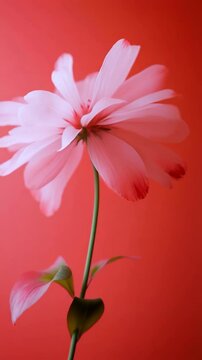 A soft-focus close-up of a pink flower against a vibrant red background, creating a dreamy, ethereal video effect with an upward camera angle. Live mobile wallpaper.