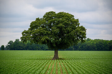A symbolic image of a single tree in a green crop field under a dramatic, cloudy sky. With strong...