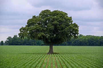 A symbolic image of a single tree in a green crop field under a dramatic, cloudy sky. With strong...