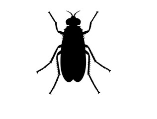 vect of Sandfly  insect in silhouette image white