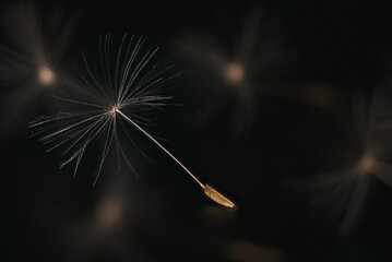 Pusteblume 