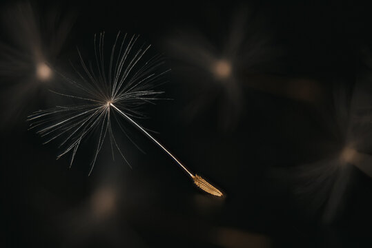 Pusteblume 