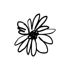 Hand drawn black ink abstract daisy flower isolated on white background. Monochrome scribble style bloom. Sketchy minimalist floral design.