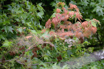 The branches of the liquidambar tree (Liquidambar styraciflua), affected by the caterpillars of the hyphantria cunea.