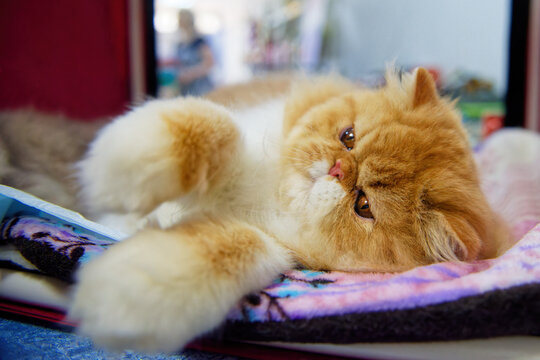 A long-haired persian white-red cat with orange eyes lies on its side on a colored rug.